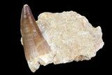 Lot: - Fossil Mosasaur Teeth In Rock - Pieces #83219-2
